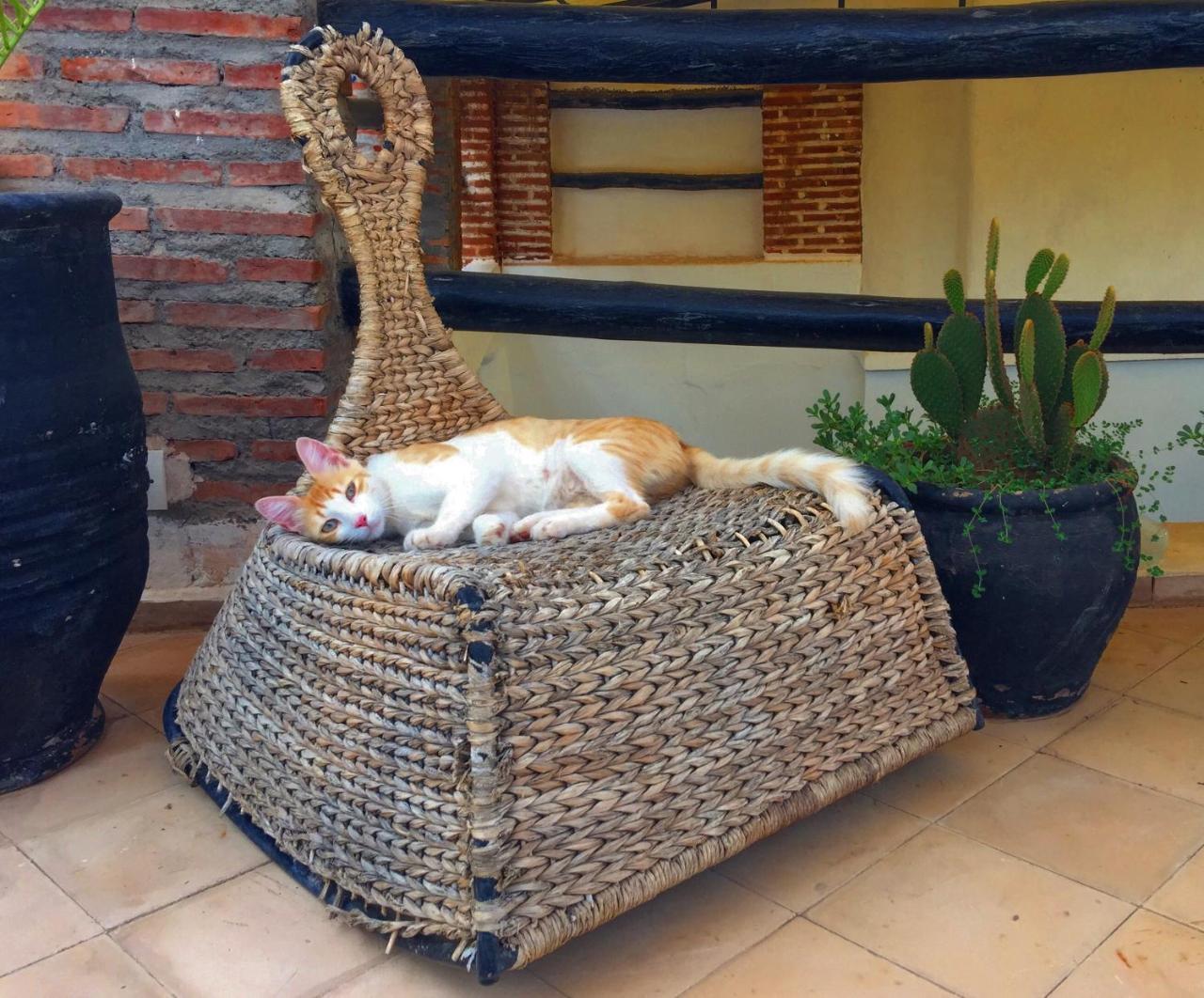 Riad Nejma Lounge Μαρακές Εξωτερικό φωτογραφία